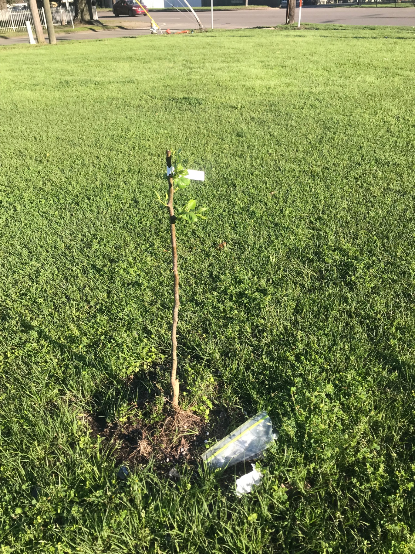 Planted in NOLA